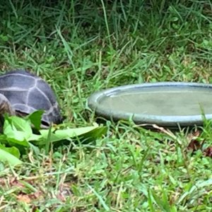 Aldabra Breeders