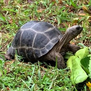 Aldabra Breeders