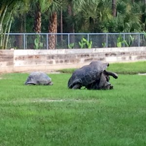 Aldabra Breeders
