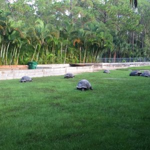 Aldabra Breeders