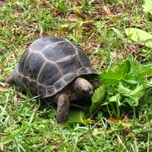 Aldabra Breeders