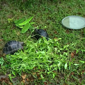 Aldabra Breeders
