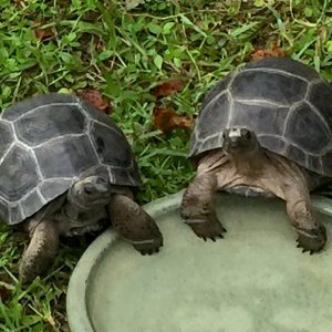 Aldabra Breeders