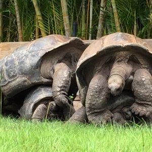Aldabra Breeders