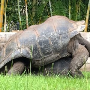 Aldabra Breeders