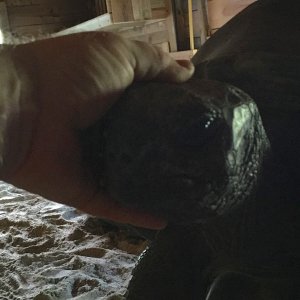 Aldabra Breeders
