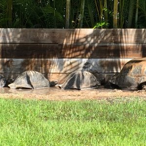 Aldabra Breeders