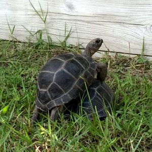 Aldabra Breeders