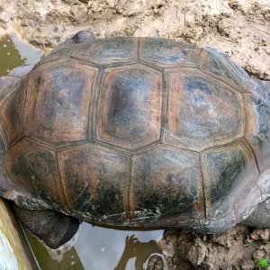 Aldabra Breeders