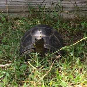 Aldabra Breeders