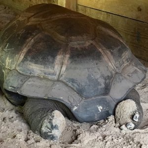 Aldabra Breeders
