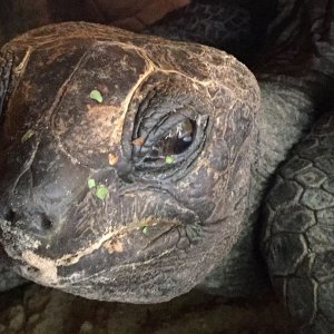 Aldabra Breeders
