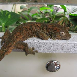Chahoua - Adult Male