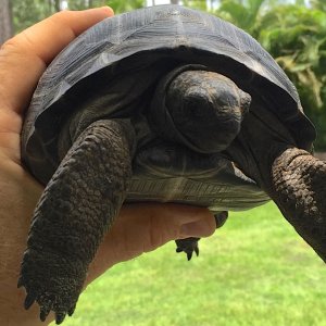 Aldabra Breeders