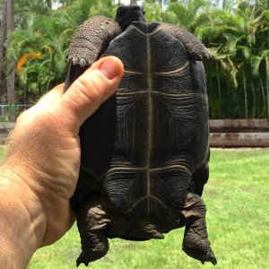 Aldabra Breeders