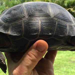 Aldabra Breeders