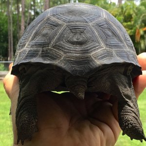 Aldabra Breeders