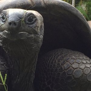 Aldabra Breeders