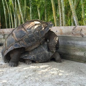 Aldabra Breeders