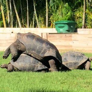 Aldabra Breeders