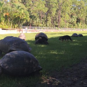 Aldabra Breeders