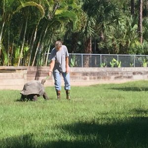 Aldabra Breeders
