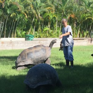 Aldabra Breeders