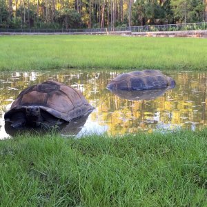 Aldabra Breeders