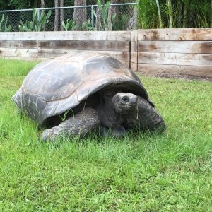 Aldabra Breeders