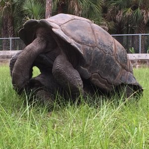 Aldabra Breeders
