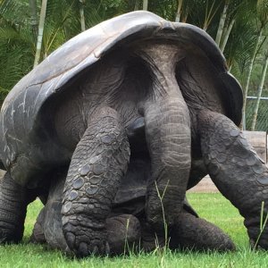 Aldabra Breeders
