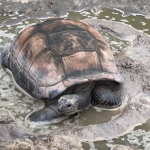 Aldabra Breeders