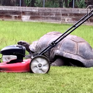 Aldabra Breeders