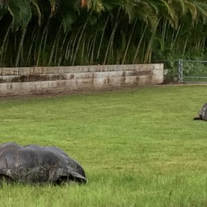 Aldabra Breeders
