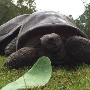Aldabra Breeders