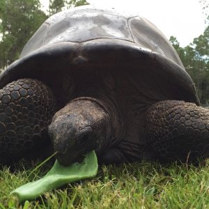 Aldabra Breeders