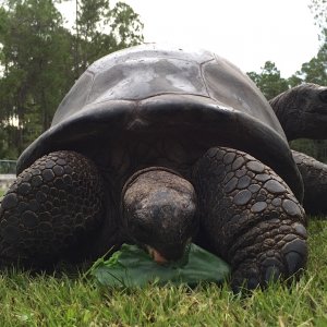 Aldabra Breeders