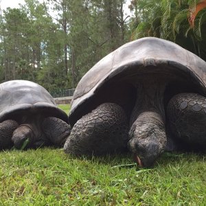 Aldabra Breeders