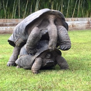 Aldabra Breeders