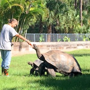 Aldabra Breeders