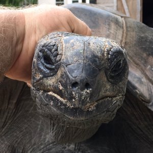 Aldabra Breeders