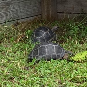 Aldabra Breeders