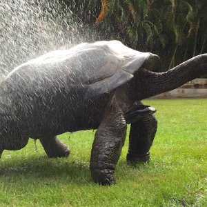 Aldabra Breeders