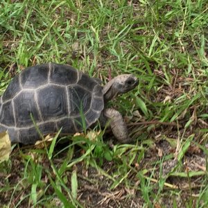 Aldabra Breeders