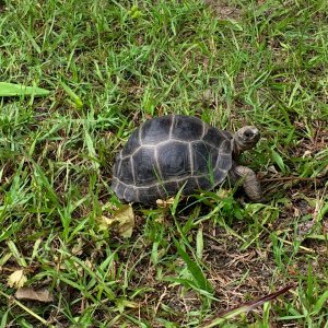 Aldabra Breeders