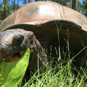 Aldabra Breeders