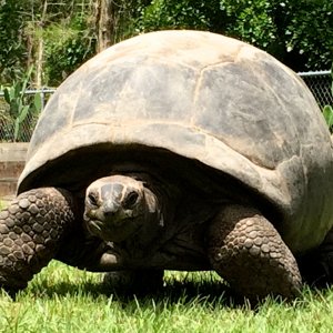 Aldabra Breeders