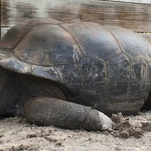 Aldabra Breeders