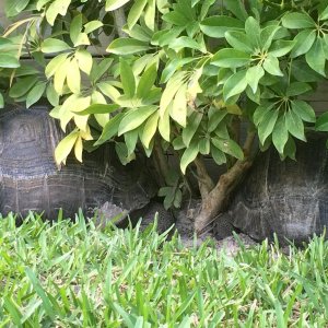 Aldabra Breeders