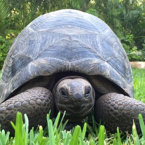 Aldabra Breeders